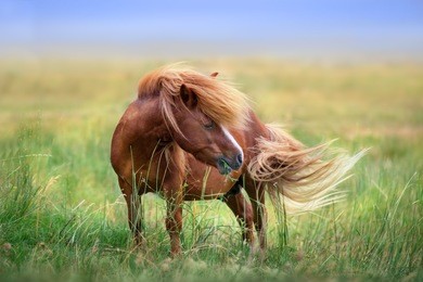 pony with long mane and tail standing in green grass 