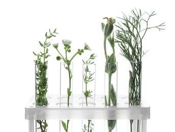 test tubes with plants in holder on white background