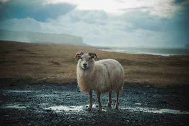 photo of an icelandic sheep