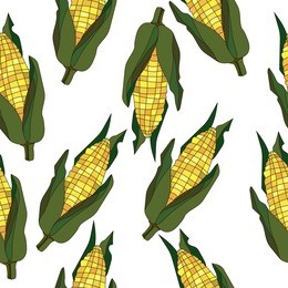 fresh Сorn isoleted vector illustration.hand draw illustration.corn vector. eco food. organic food. vegan