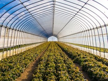 greenhouse at an organic farm 