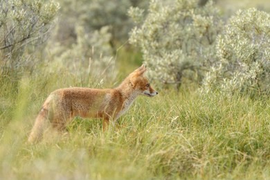 juvenile red fox cubs in nature on a spring day