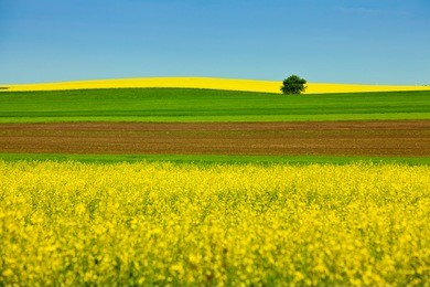 landscape with yellow rapeseed field
