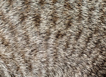 animal wool texture