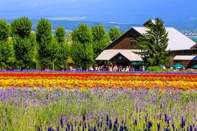 tomita farm is a farmland located in furano-cho, hokkaido. lavender and various colorful flowers are planted on the farm, and they are in their full glory from spring to autumn.