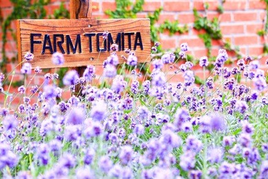 tomita farm is a farmland located in furano-cho, hokkaido. lavender and various colorful flowers are planted on the farm, and they are in their full glory from spring to autumn.