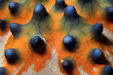 close-up of a knobbly sea star/horned sea star (protoreaster nodosus), bunaken, indonesia