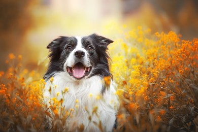 adorable portrait of amazing healthy and happy old black and white border collie in the flowers 
