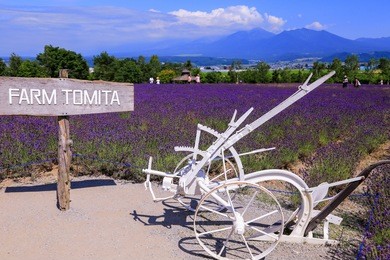 tomita farm is a farmland located in furano-cho, hokkaido. lavender and various colorful flowers are planted on the farm, and they are in their full glory from spring to autumn.