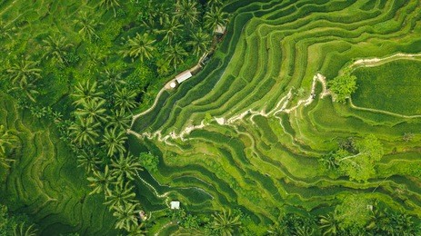 rice plantation in bali with path to walk