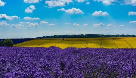 cotswolds lavender field