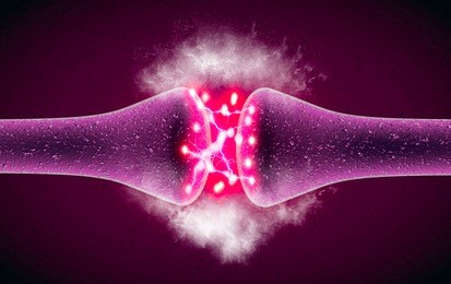synapse is a structure that permits a neuron (or nerve cell) to pass an electrical or chemical signal to another neuron or to the target efferent cell. nervous system. 3d rendering