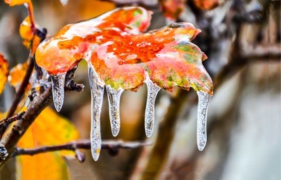 frozen autumn leaf close up