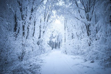 road through frozen forest with snow