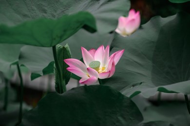 lotus flower and leaves