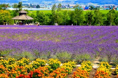 tomita farm is a farmland located in furano-cho, hokkaido. lavender and various colorful flowers are planted on the farm, and they are in their full glory from spring to autumn.