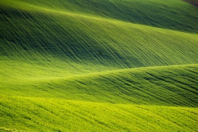 rolling hills of green wheat fields. amazing fairy minimalistic landscape with waves hills, rolling hills. abstract nature background. south moravia, czech republic