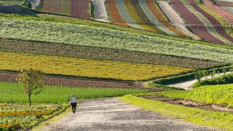 a man walking on a road watching for colorful flower garden of shikisai-no-oka hill in biei, hokkaido, japan