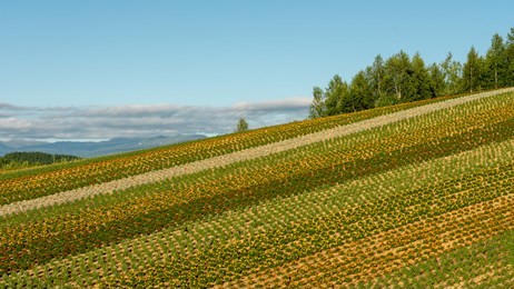 panoramic view of yellow & orange flower meadows of shikisai-no-oka farm in biei, hokkaido, japan