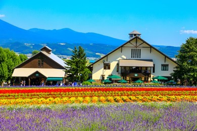 tomita farm is a farmland located in furano-cho, hokkaido. lavender and various colorful flowers are planted on the farm, and they are in their full glory from spring to autumn.