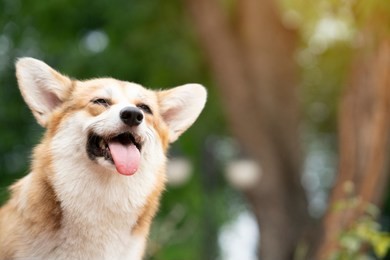 corgi dog smile and happy in summer sunny day