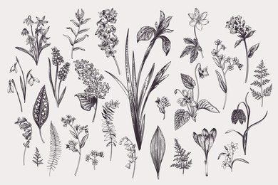 set with spring and summer flowers and leaves. botanical vector illustration. vintage style. black and white.