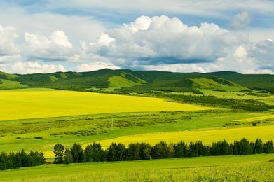 hulunbuir grasslands rape flowers of inner mongolia,china.