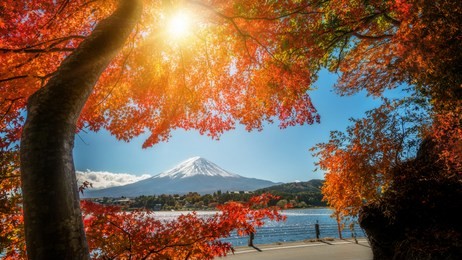 colorful autumn in mount fuji, japan - lake kawaguchiko is one of the best places in japan to enjoy mount fuji scenery of maple leaves changing color giving image of those leaves framing mount fuji.