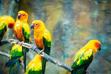 blurred parrot conure bird is colorful bird on branch tree 