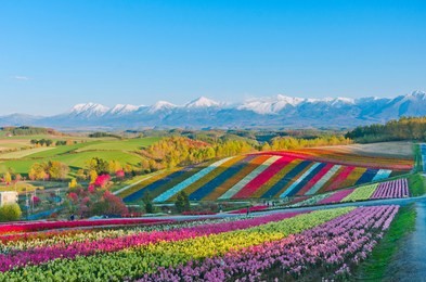 panoramic flower gardens shikisai hill in biei, japan.