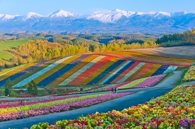 beautiful flowers farm colorful hill at biei, hokkaido, japan