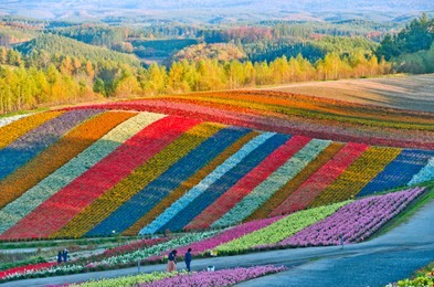 beautiful flowers farm colorful hill at biei, hokkaido, japan