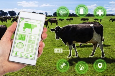 agritech concept showing a herd of dairy cows in a field with farmer accessing selected cows data and statistics wirelessly on a smartphone app.