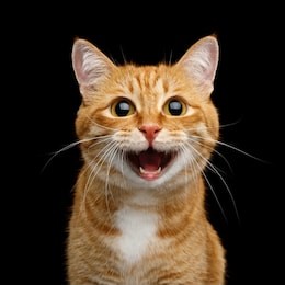 funny portrait of happy smiling ginger cat gazing with opened mouth and big eyes on isolated black background