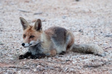 fox, vulpes vulpes, portrait sitting resting