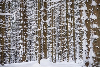 winter landscape with snow covered trees. forest in snow. nature winter background
