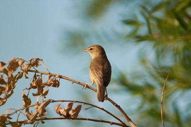 blyth's reed warbler (acrocephalus dumetorum) sits half-turned on a dry branch of willow near to the nest.