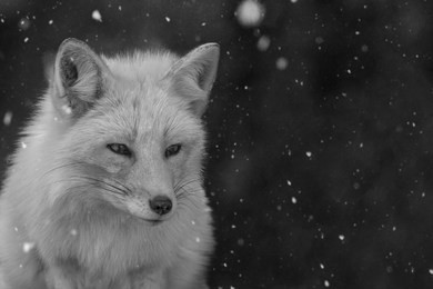 black and white fox in snow