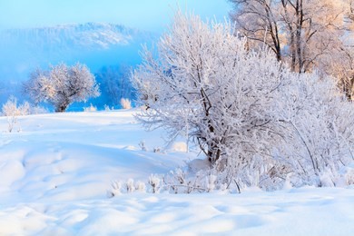 winter landscape. cold day.