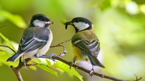 great tit feeding younger bird