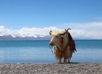 yaks on the namtso lake in tibet