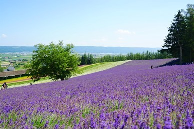                                hokkaido lavender furano tomita farm