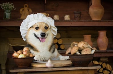 dog welsh corgi prepares mushrooms for dinner with onion and garlic.