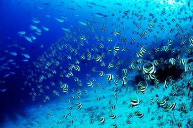 banner fish parade in maldives
