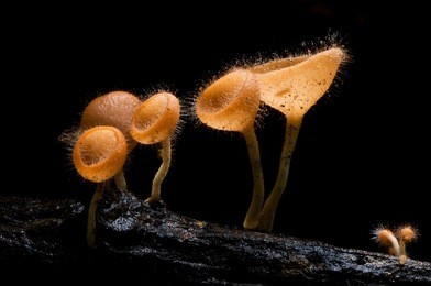 pink burn cup mushroom isolated on black background