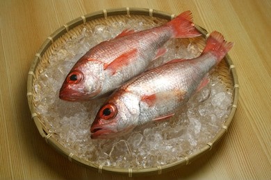 derleinia berycoides, the rosy seabass or blackthroat seaperch