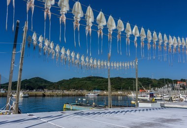 dried squid hanging on string at yobuko port located on the higashi matsuura peninsula in the northwestern part of karatsu. traditional in morning market at yobuko, saga, karatsu, kyushu, japan