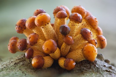 young golden scale-caps on the rise to maturity.