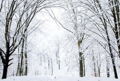 beautiful winter forest  and the road