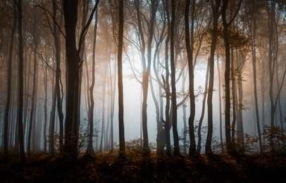 autumn foggy forest. balkan mountains, bulgaria.